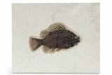 Detailed Fossil Fish (Cockerellites) - Wyoming #342432-1